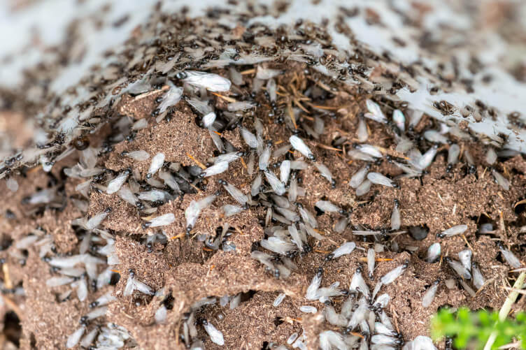 How to Identify and Deal With Flying Ants | Texas Flying Ants