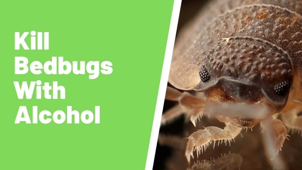 Better Alternatives for Bed Bug Treatment?