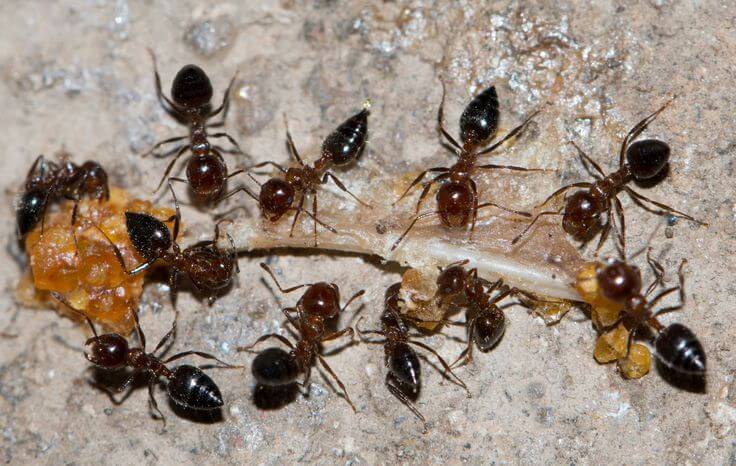 The Structure of an Ant Colony?