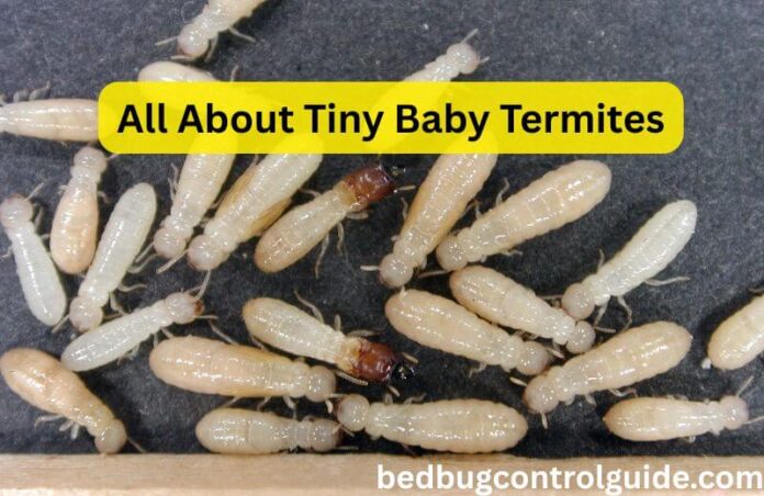 Tiny Baby Termites? Everything You Need to Know in 2025