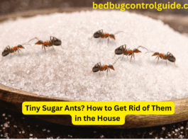 Tiny Sugar Ants? How to Get Rid of Them in the House