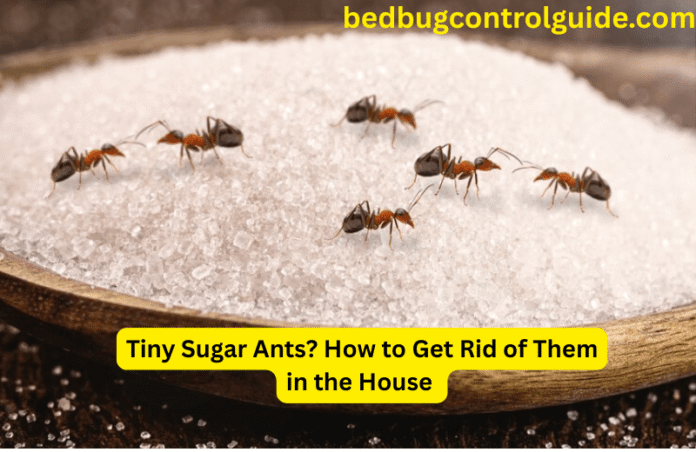 Tiny Sugar Ants? How to Get Rid of Them in the House