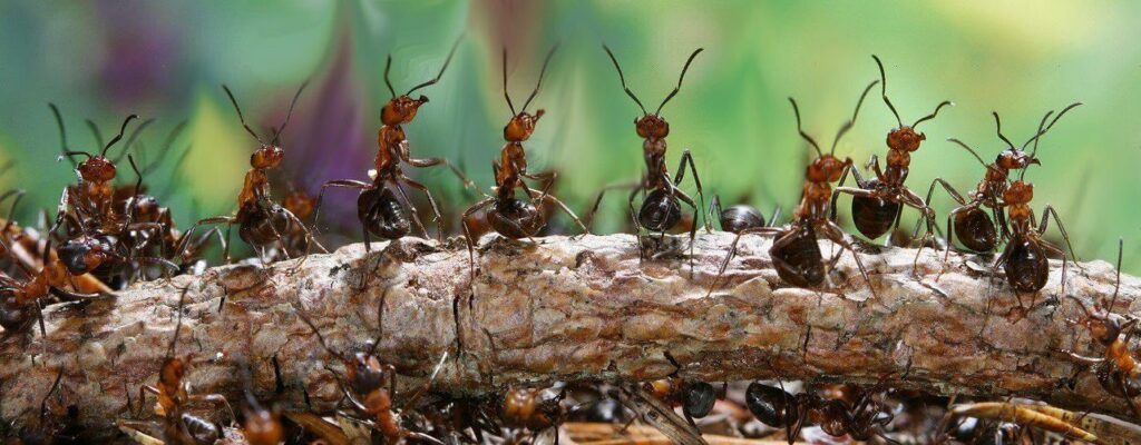 Types of Ant Groups