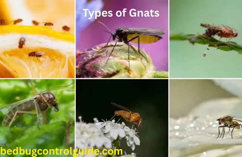 Types of Gnats