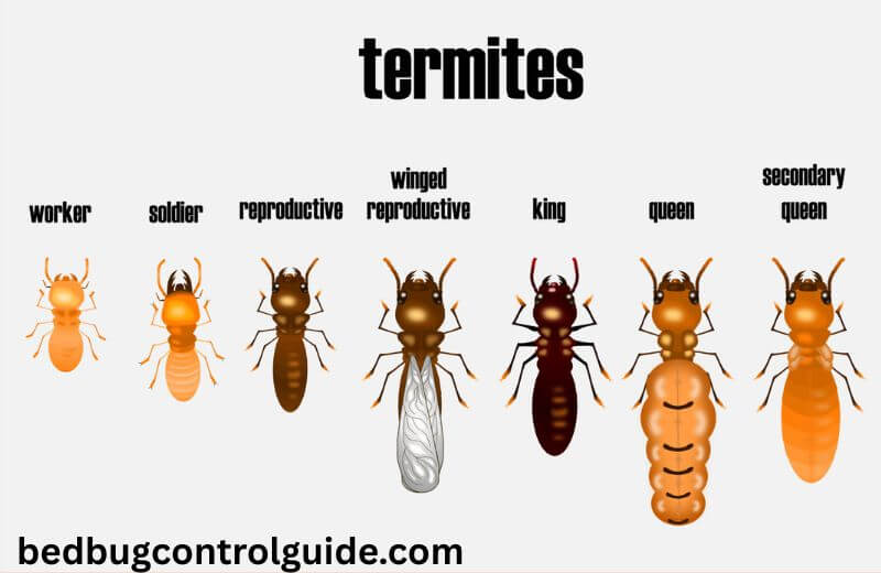 Types of Termites and Their Characteristics 