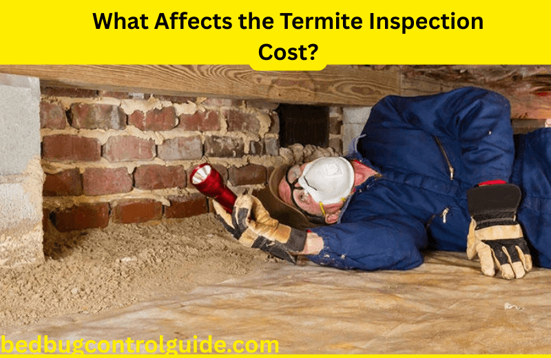 What Affects the Termite Inspection Cost?