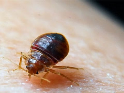What Are Bed Bugs? how to get rid of bed bugs permanently overnight