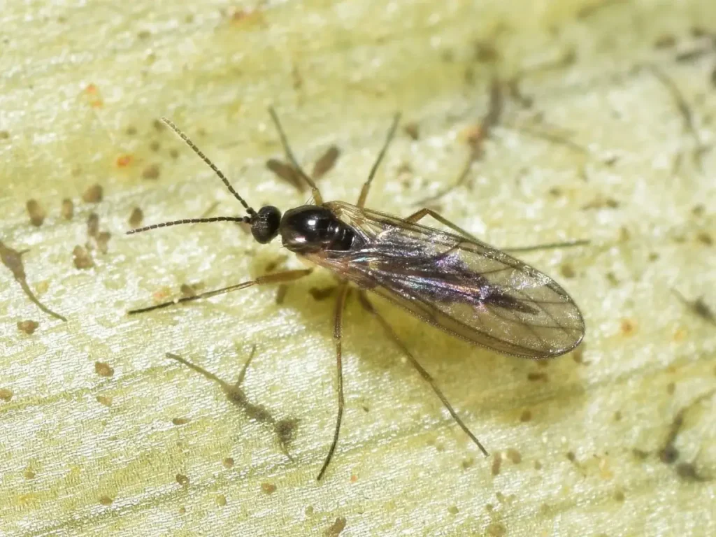 What Are Gnats?