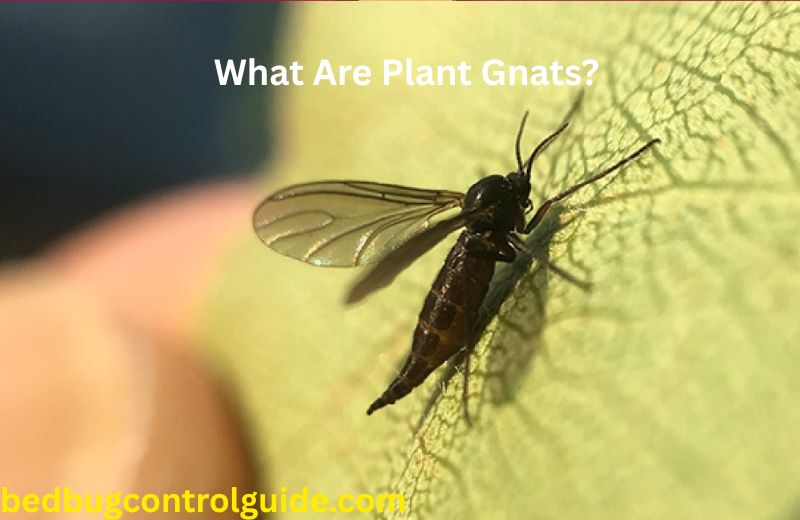 What Are Plant Gnats?