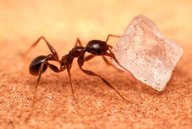 What Are Tiny Sugar Ants?