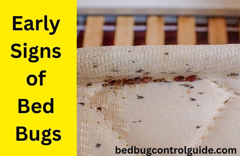 What Are the Early Signs of Bed Bugs?