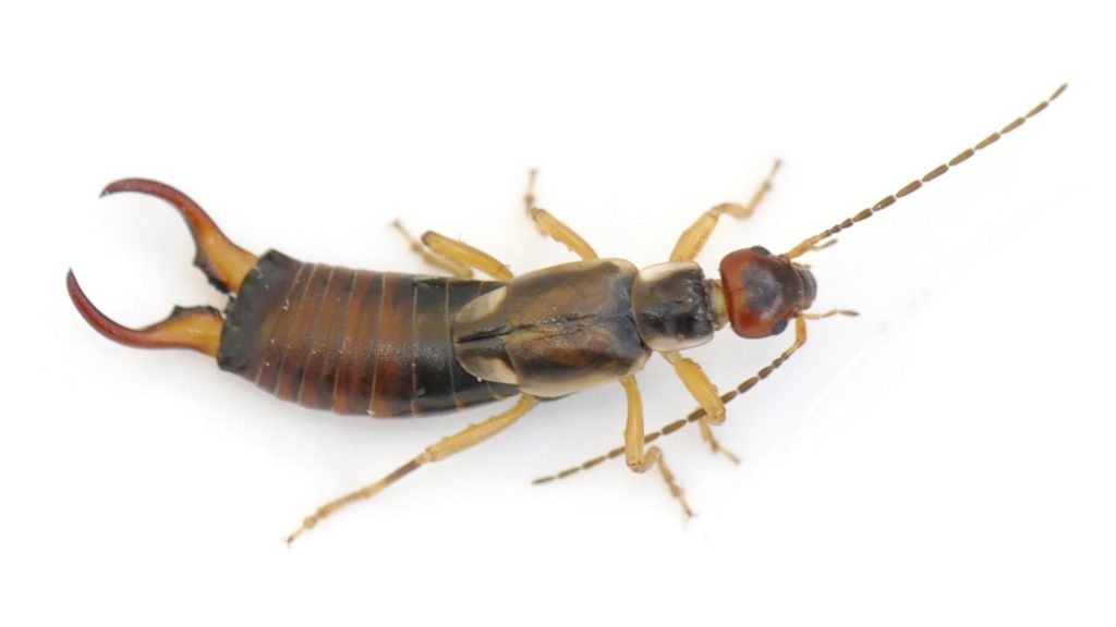What Attracts Earwigs to Your House?