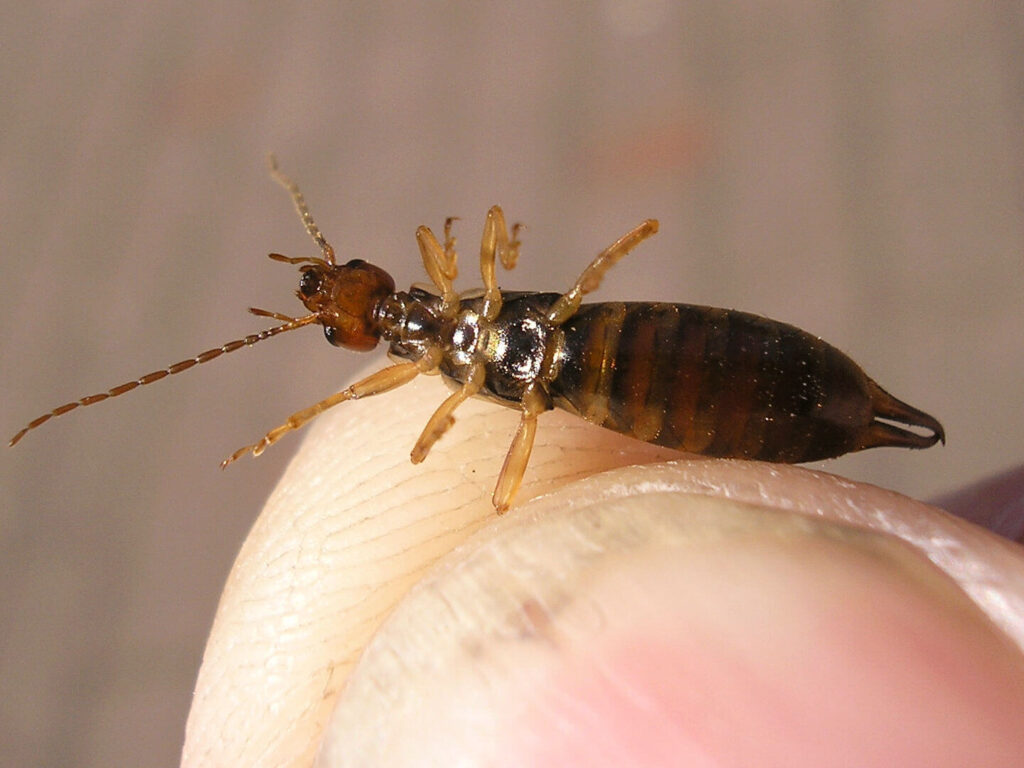 What Attracts Earwigs to Your House?