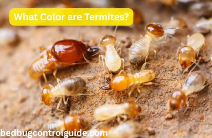 What Color Are Termites? Their Types and Characteristics