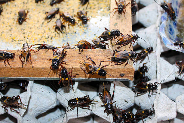 What Crickets Look Like?