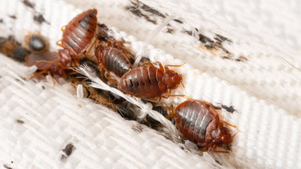 What Do Bed Bugs Look Like?