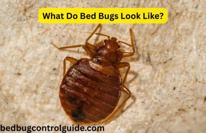 What Do Bed Bugs Look Like?