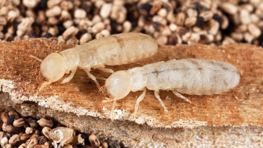 What Do Tiny Baby Termites Look Like? 