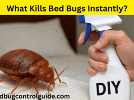 What Kills Bed Bugs Instantly and Permanently at Home in 2025
