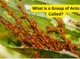 What is a Group of Ants Called? Types of Ants