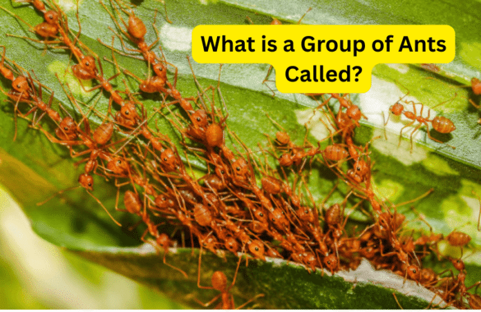 What is a Group of Ants Called? Types of Ants
