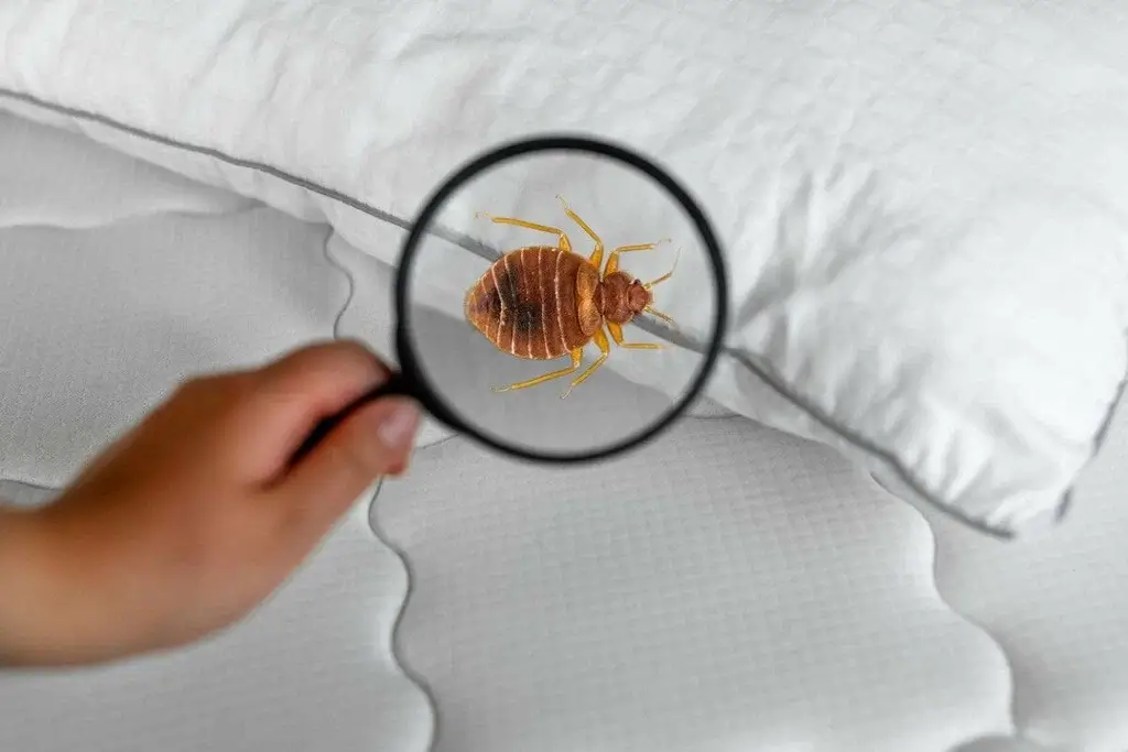 What to Do If You Find Bed Bugs?