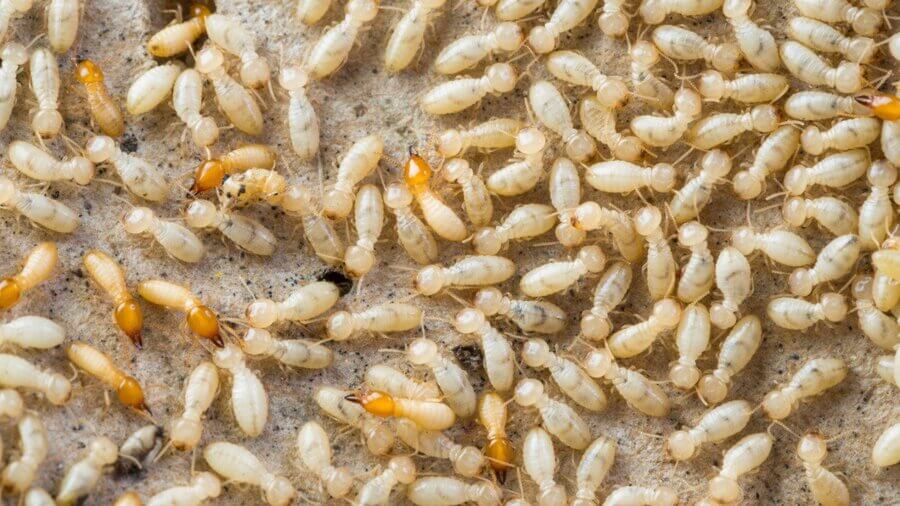 Where Are Baby Termites Found? 