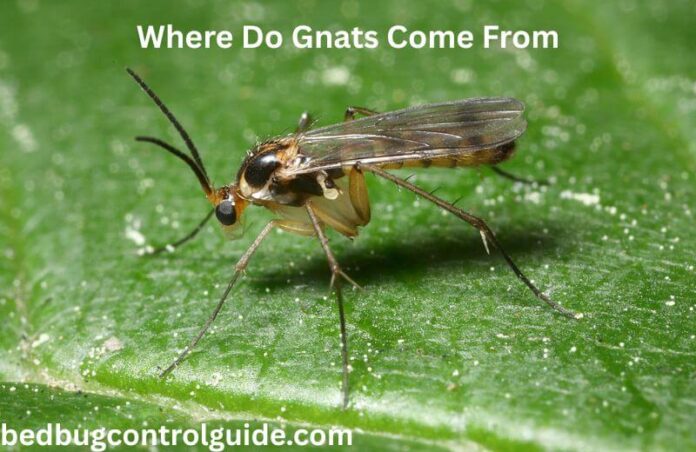 Where Do Gnats Come From in the House? Prevention and Treatment Tips
