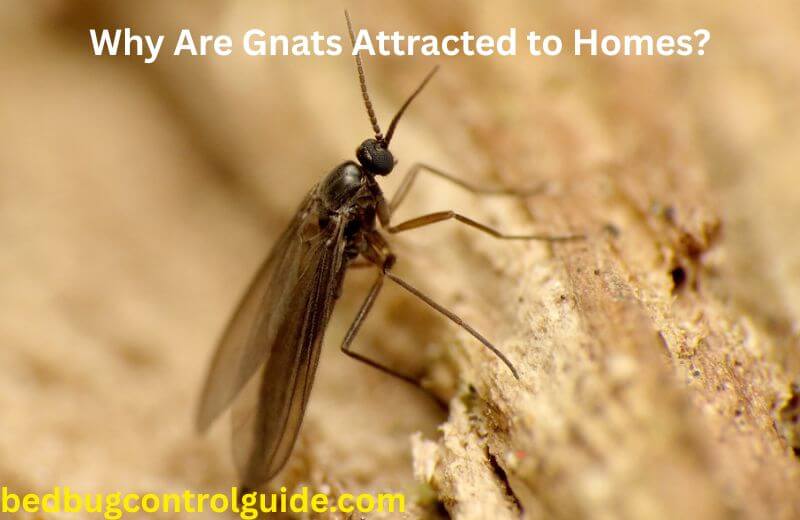 Where Do Gnats Come from in the House | Why Are Gnats Attracted to Homes?