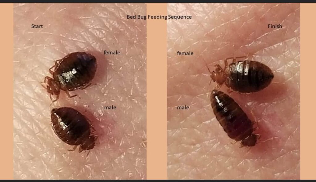 Where to Look for Bed Bugs?