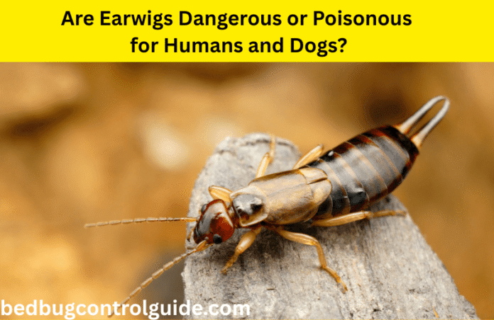 Why Are There Earwigs in My House? Prevention and Treatment Guide