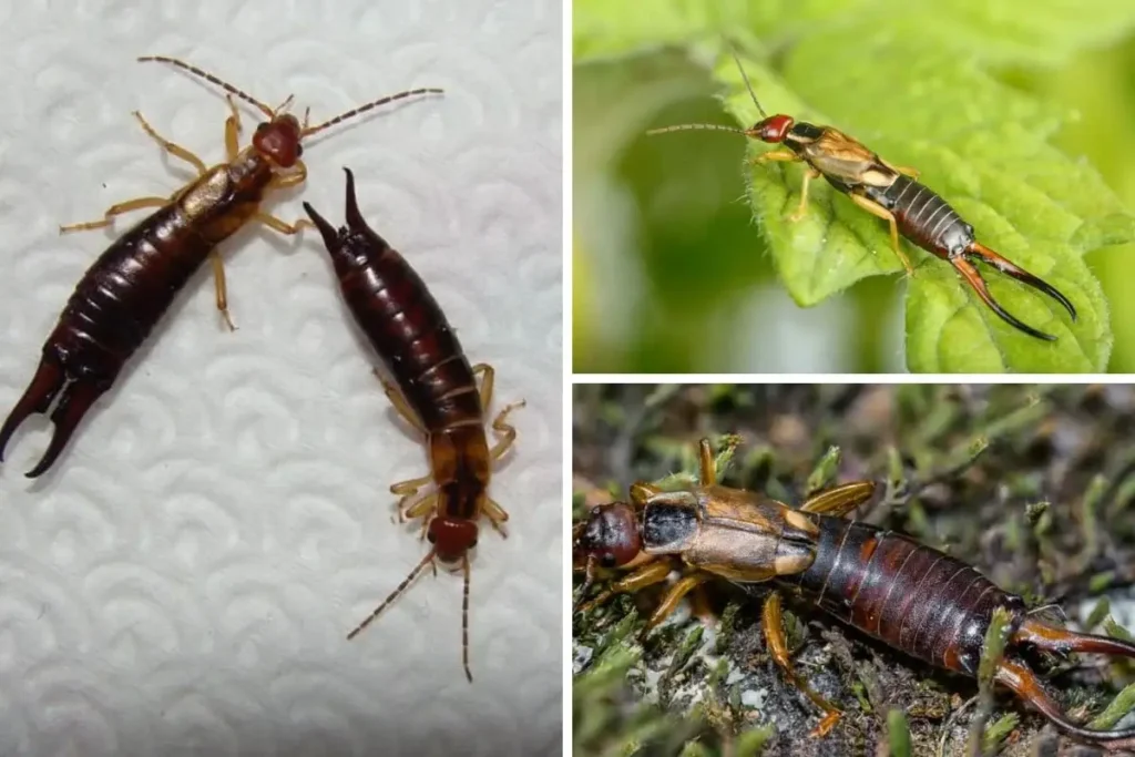 Why Do Earwigs Pinch?