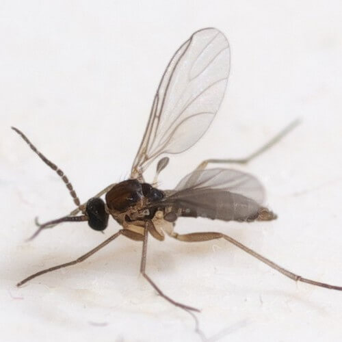 Why Gnats Take Over Your Home?