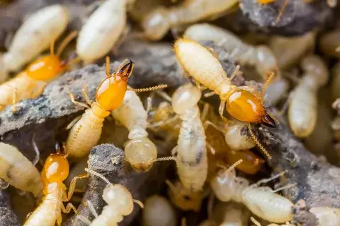Why Identifying Termites is Important 