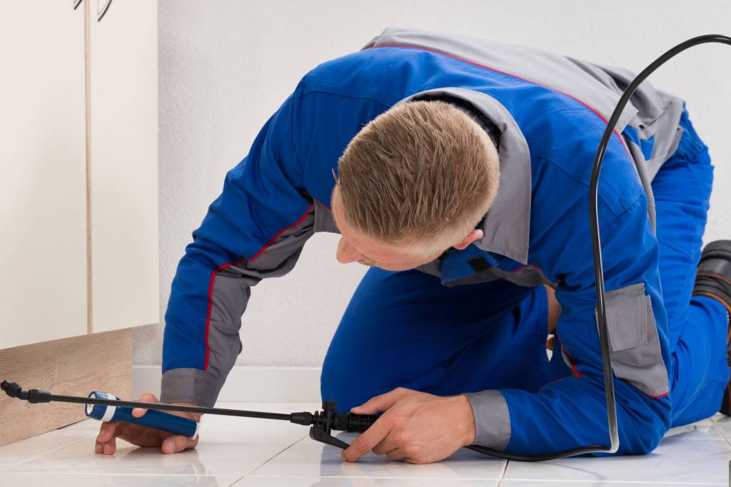 Why Termite Inspections Are Important? Termite Inspection Cost, Cost Termite Inspection