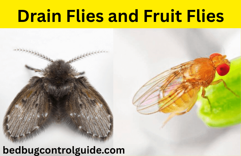 What Are Drain Flies and Fruit Flies?