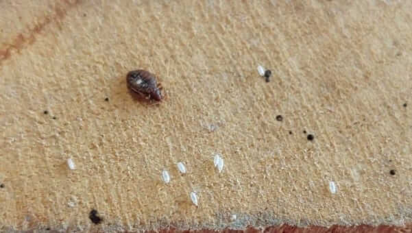 What Does Bed Bugs Bites Look Like?