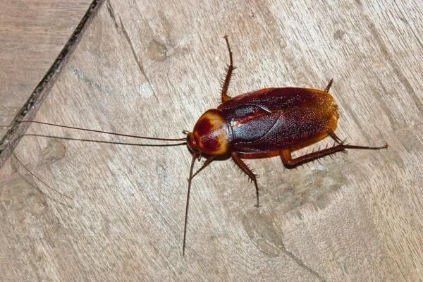 American Cockroach (Periplaneta americana)