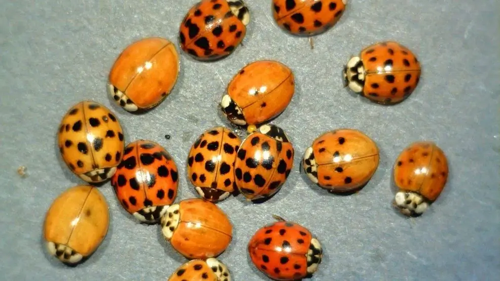 Recognizing Asian Lady Beetles?