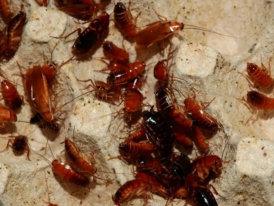 Are Cockroaches Dangerous?