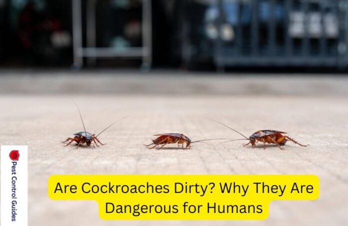 Are Cockroaches Dirty? Why They are Dangerous for Humans