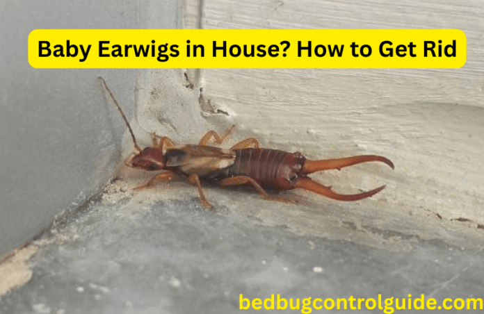 Baby Earwigs in House: How to Get Rid of Them