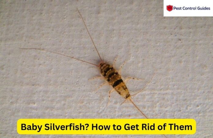 What is a Baby Silverfish? How to Get Rid of Them Fastly in 2025