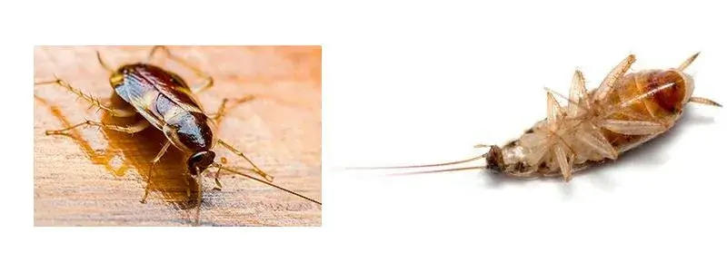Brown-Banded Cockroach (Supella longipalpa)