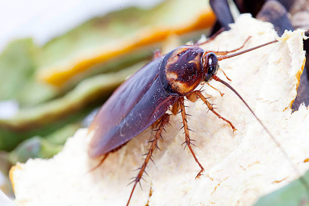Bugs That Look Like Cockroaches?