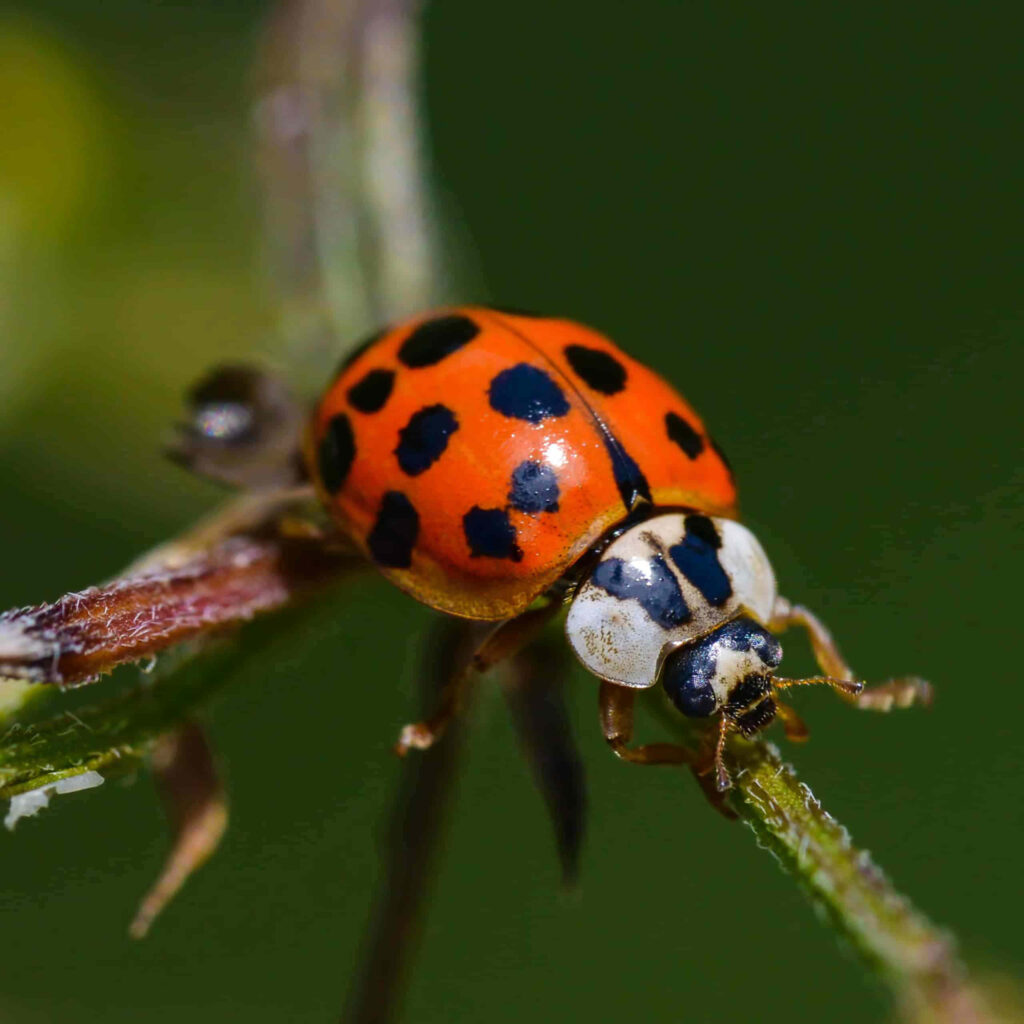 Can Asian Lady Beetles Trigger Allergies?