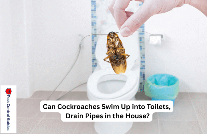 Can Cockroaches Swim Up in Toilets, Drain Pipes in House