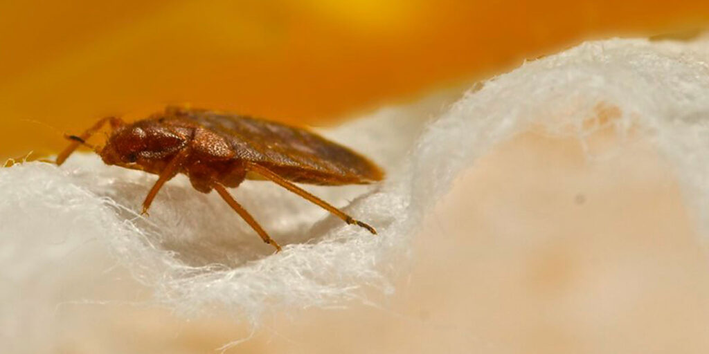 Can You See Bed Bugs in the Daytime?