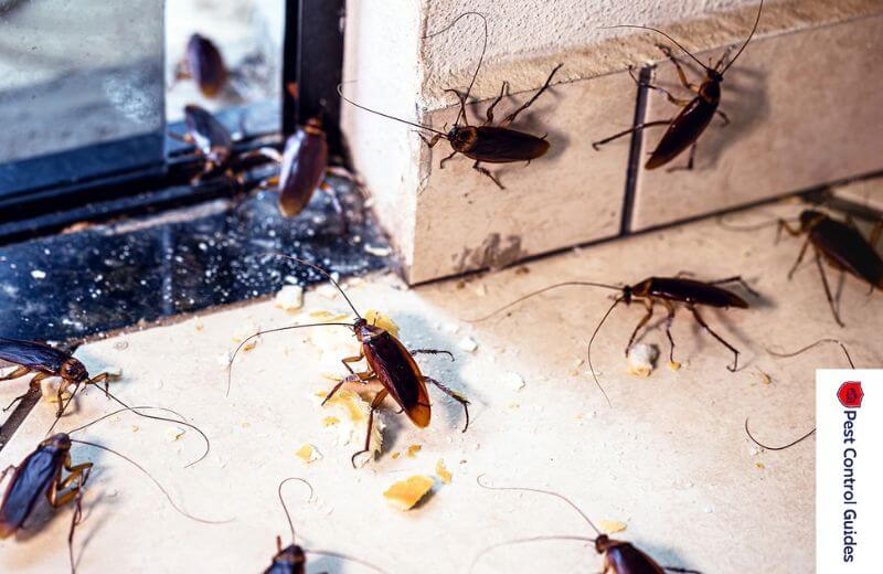 Cockroaches and Water