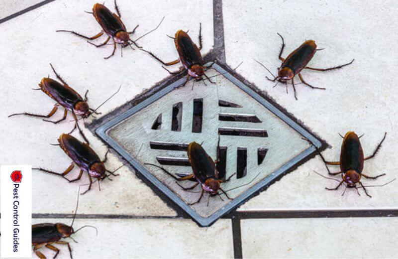 Cockroach's Behavior in Drains and Toilets